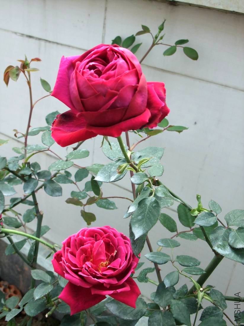 DSCF3310.JPG