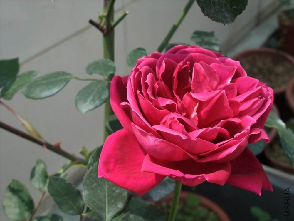 DSCF3297.JPG