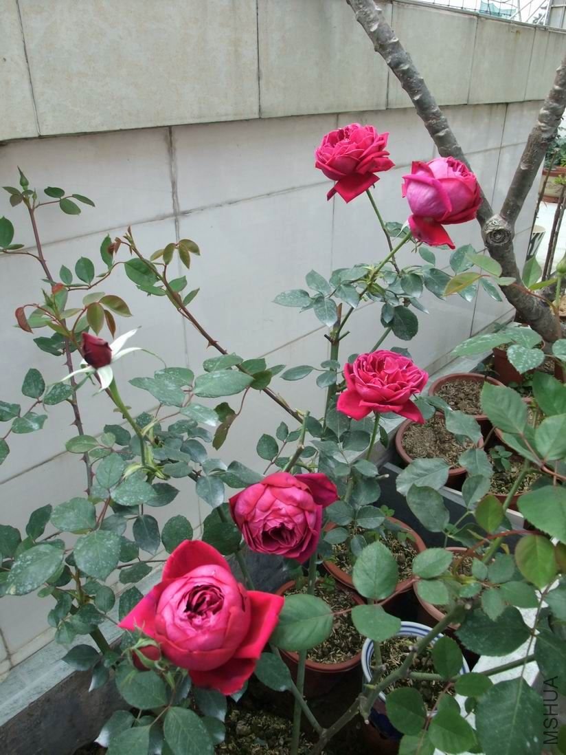 DSCF3313.JPG