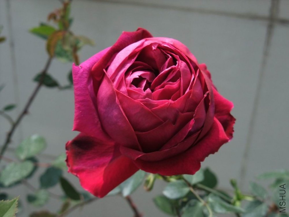 DSCF3295.JPG