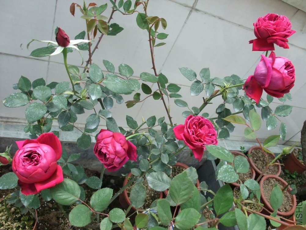 DSCF3315.JPG
