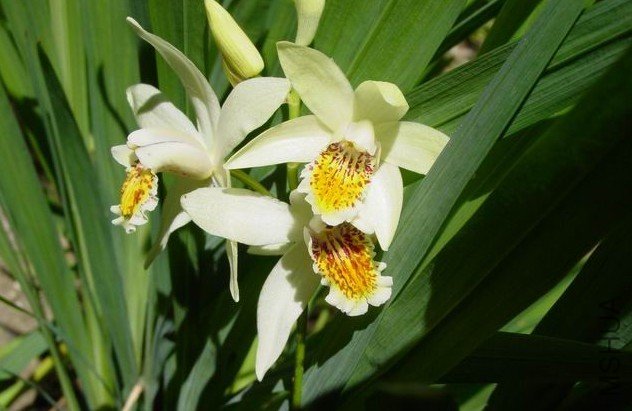 Beltilla ochracea.jpg