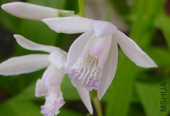 Bletilla striata var. alba.jpg