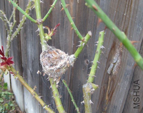 Birdnest.jpg