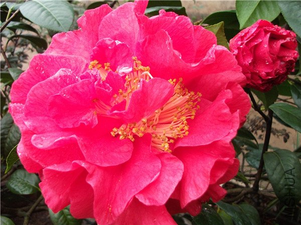 DSCF1575_����.jpg