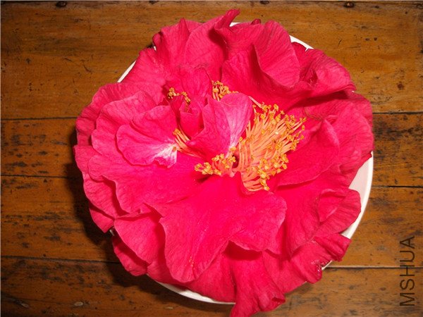 DSCF1644_����.jpg