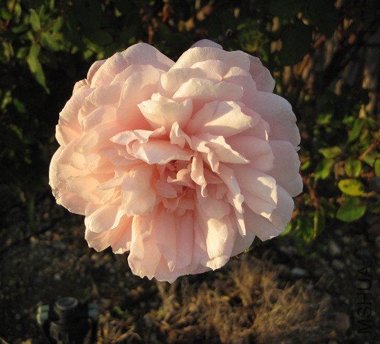 pink gruss an aachen.jpg