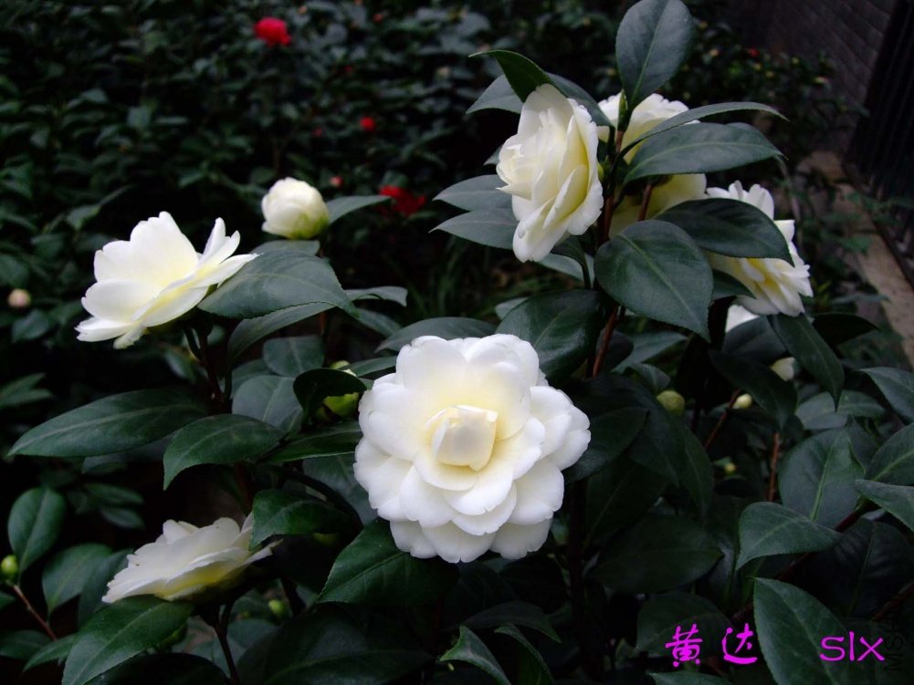 �ƴ�11-3-15f (1).jpg