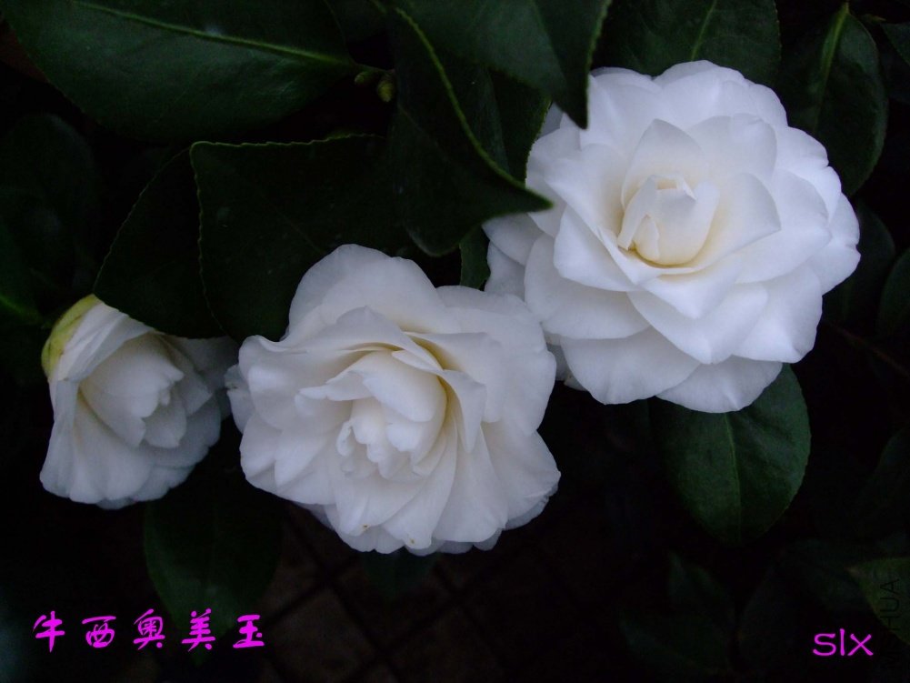 ţ��������11-3-15f (4).jpg