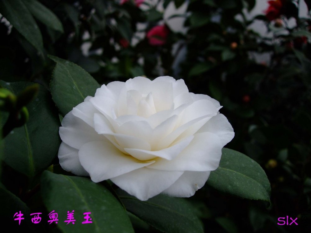 ţ��������11-3-15f (3).jpg