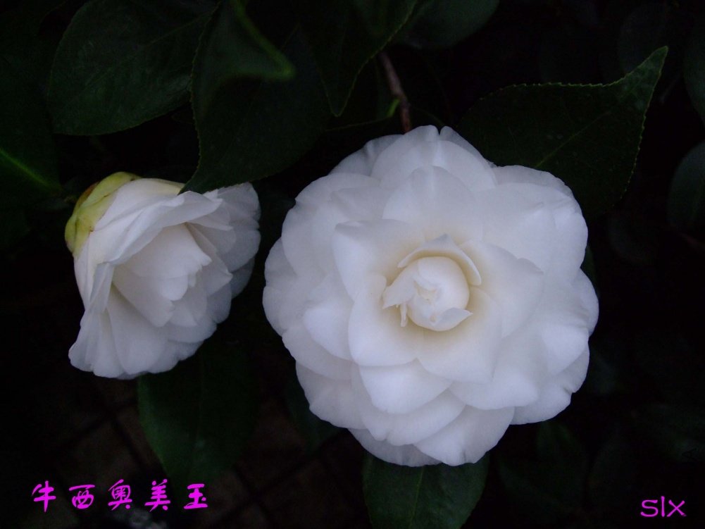 ţ��������11-3-15f (5).jpg