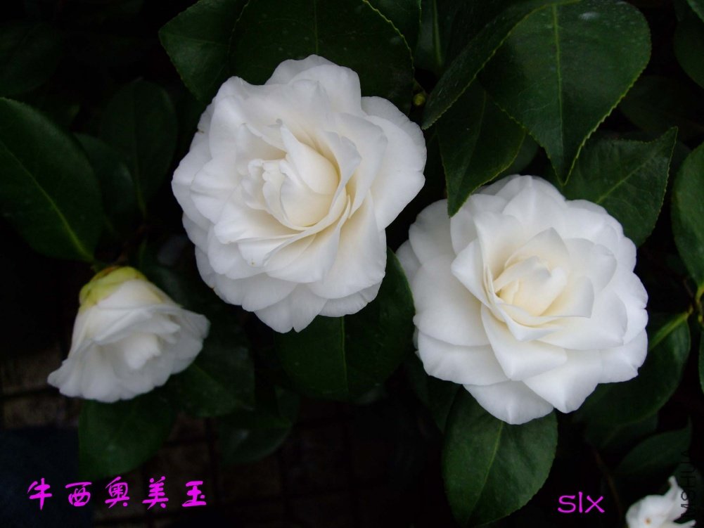 ţ��������11-3-15f (6).jpg