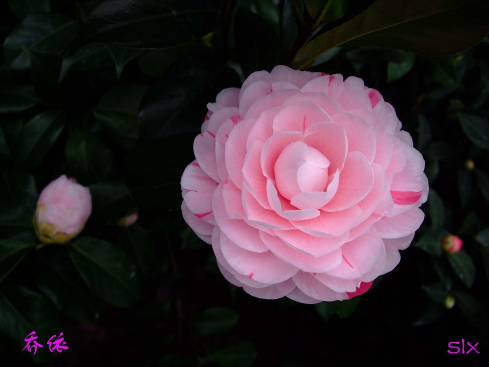 ����11-3-15f (3).jpg