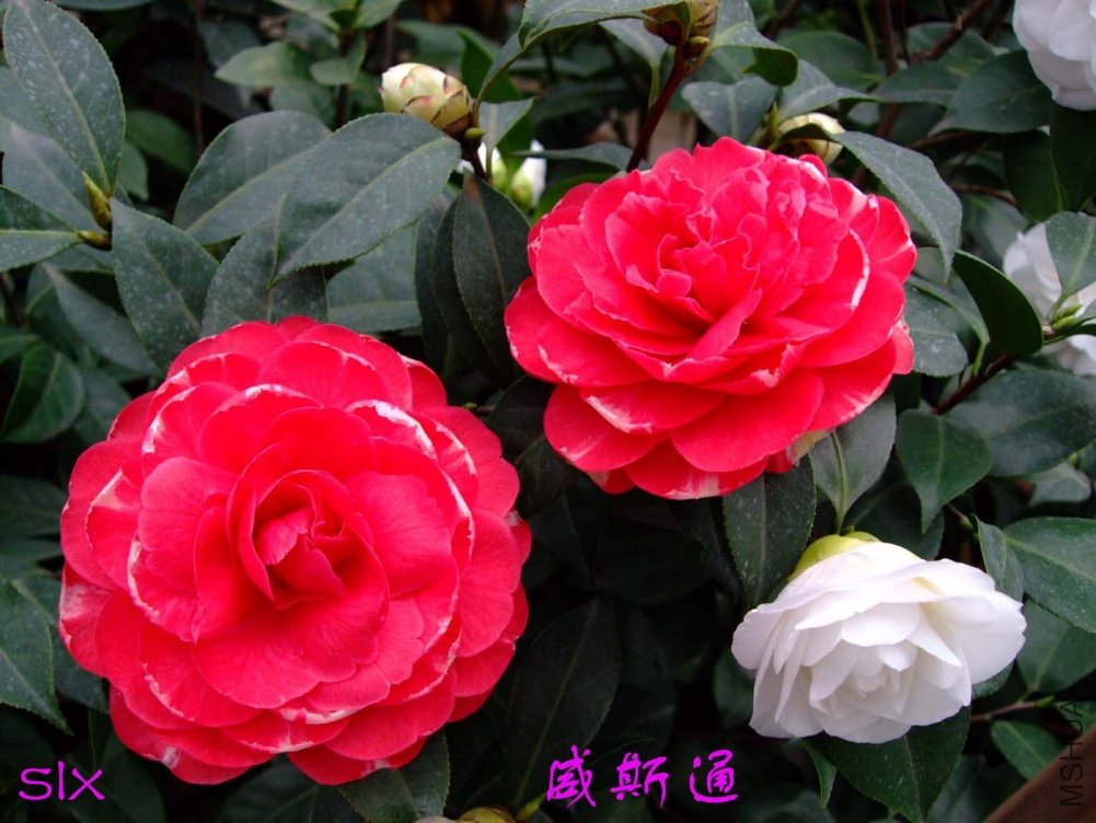 ��˹ͨ11-3-15f (2).jpg