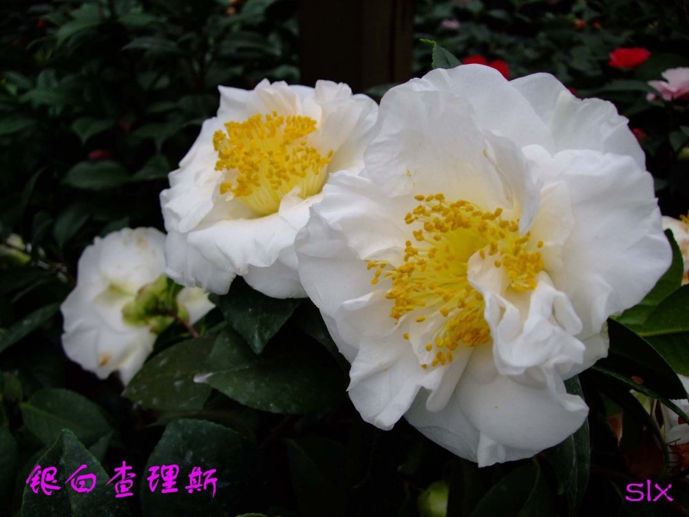 ����11-3-15f (3).jpg