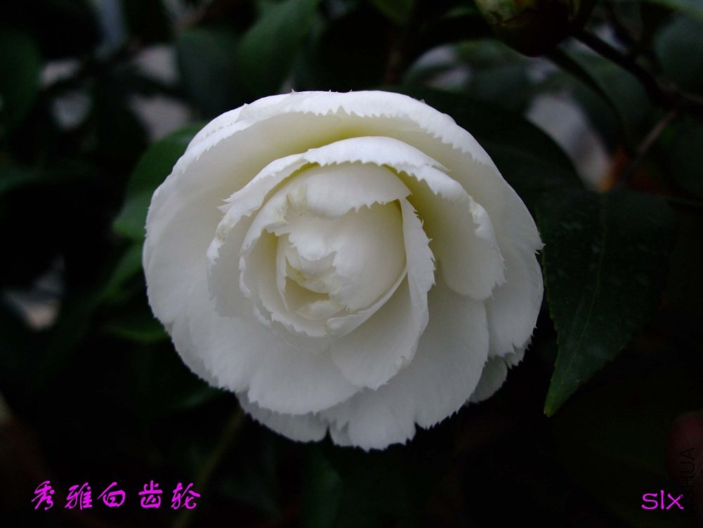 ���Ű׳��� 11-3-15f(1).jpg