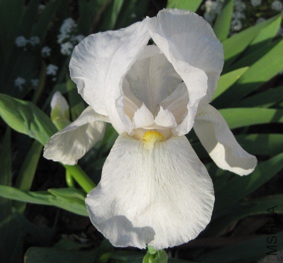 iris-frequent flyer 2.jpg