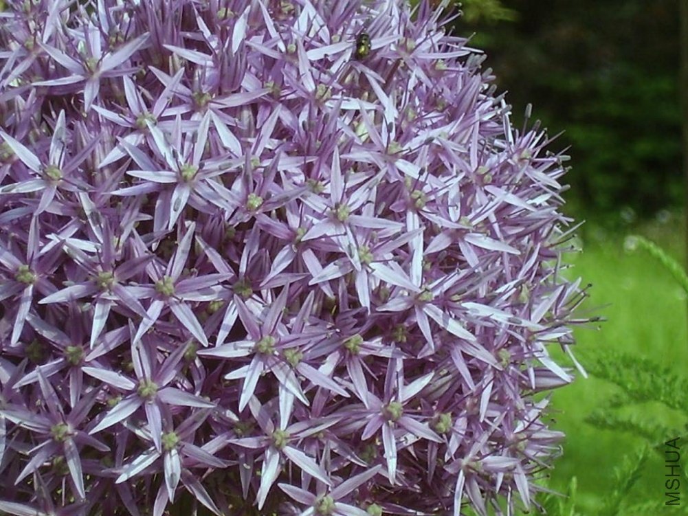 Allium.JPG