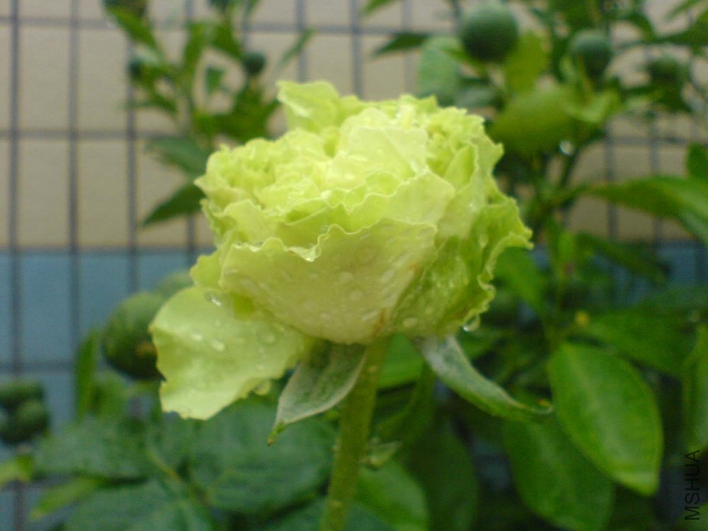 DSC00907.JPG