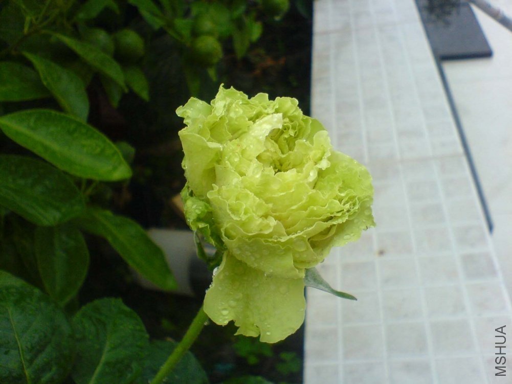 DSC00908.JPG