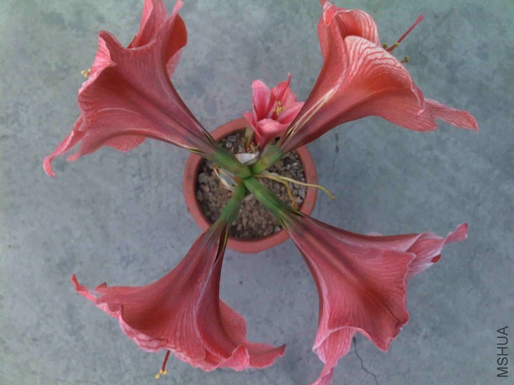 ��ƿ����