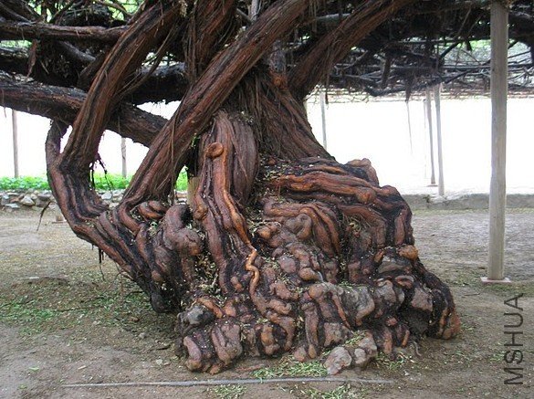 lady banksiae banksiae.jpg