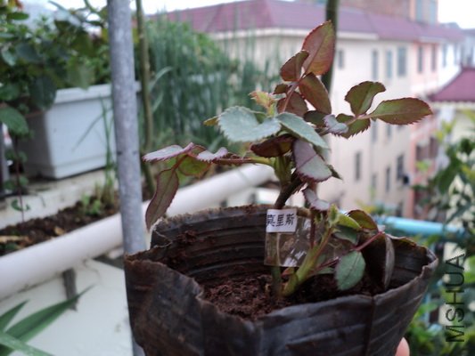 ��Ƭ 090_������С.jpg