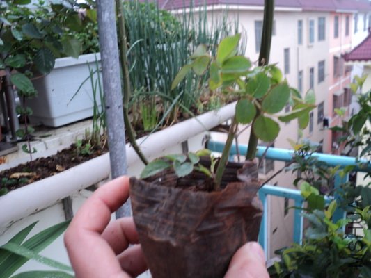 ������͵�