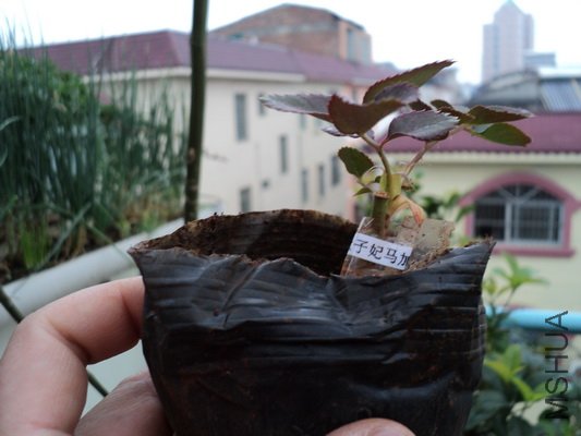 ��Ƭ 089_������С.jpg