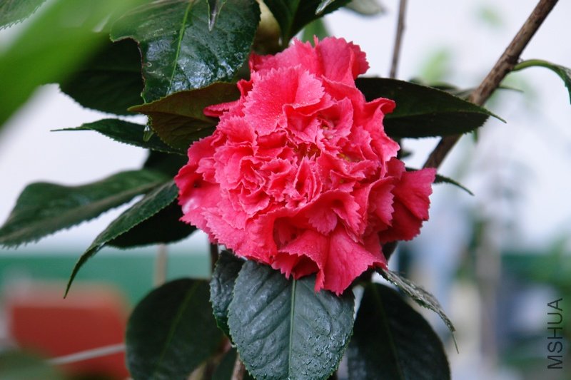 DSC03900.JPG
