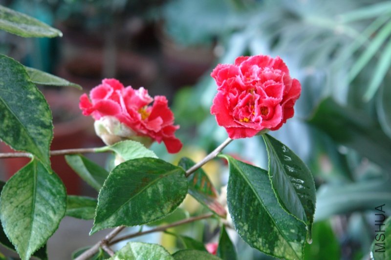 DSC03905.JPG