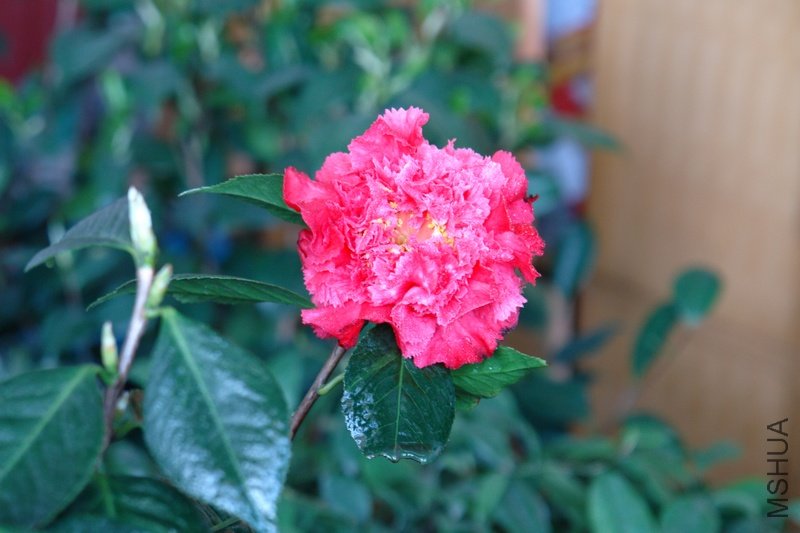 DSC03894.JPG