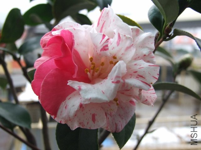 2011-02-16 3�� 006 (640x480).jpg