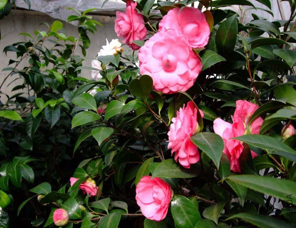 �軨԰11-3-17f (2).jpg