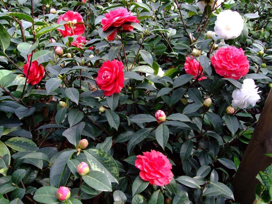 �軨԰11-3-17f (1).jpg