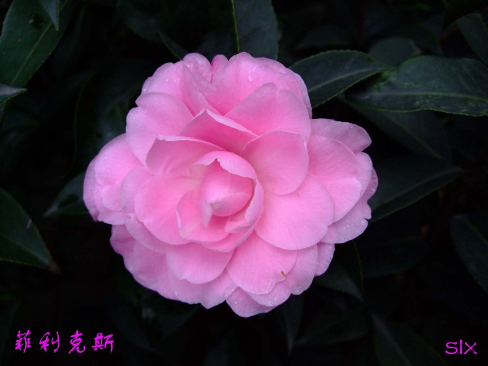 ������˹11-3-17f (1).jpg