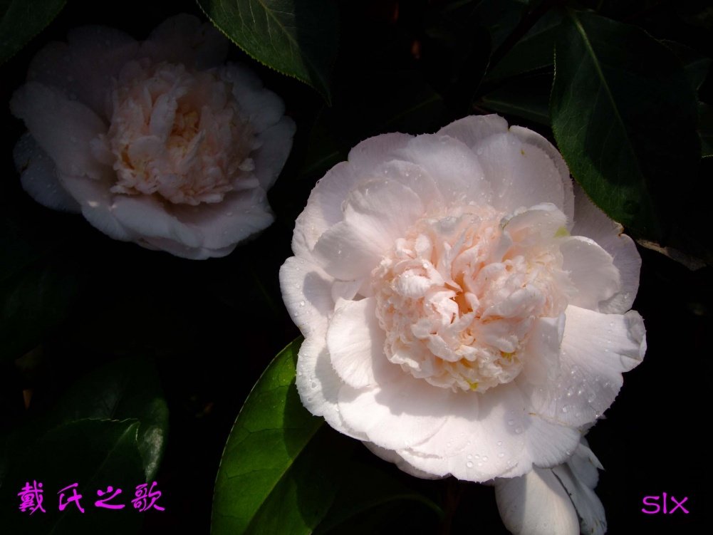 ����֮��11-3-17f (1).jpg