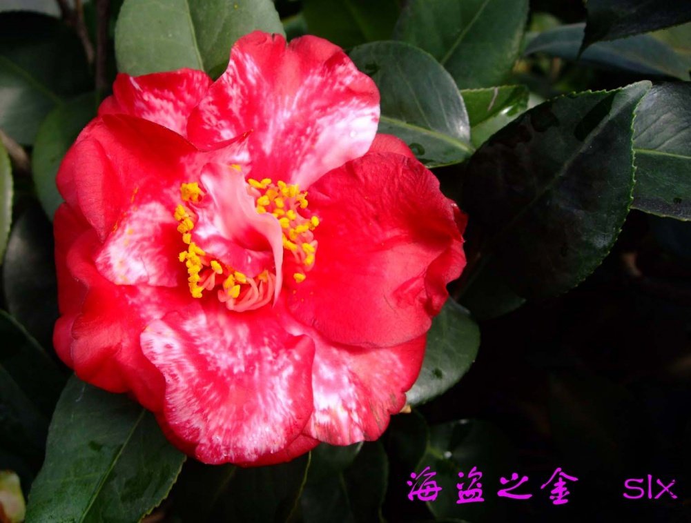 ��ɫ����֮��11-3-17f (1).jpg