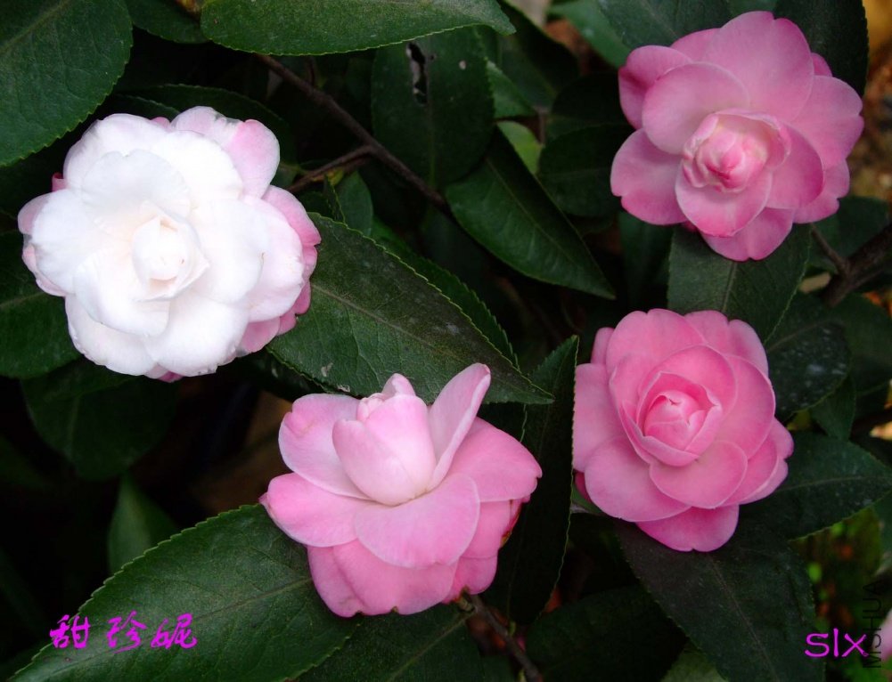 ������11-3-17f (3).jpg