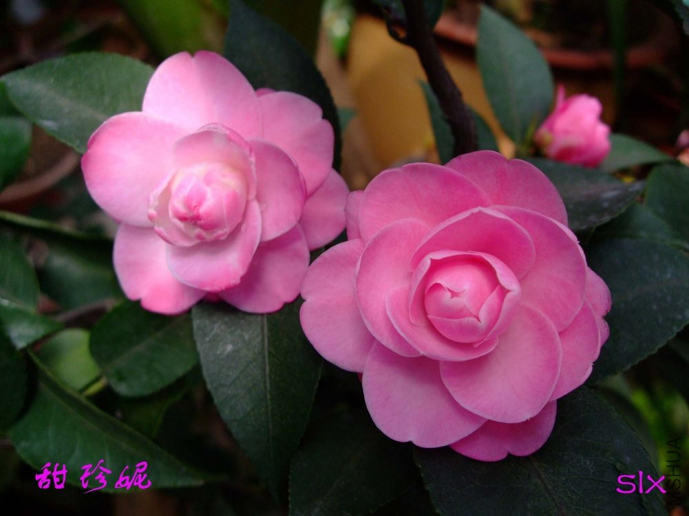 ������11-3-17f (1).jpg