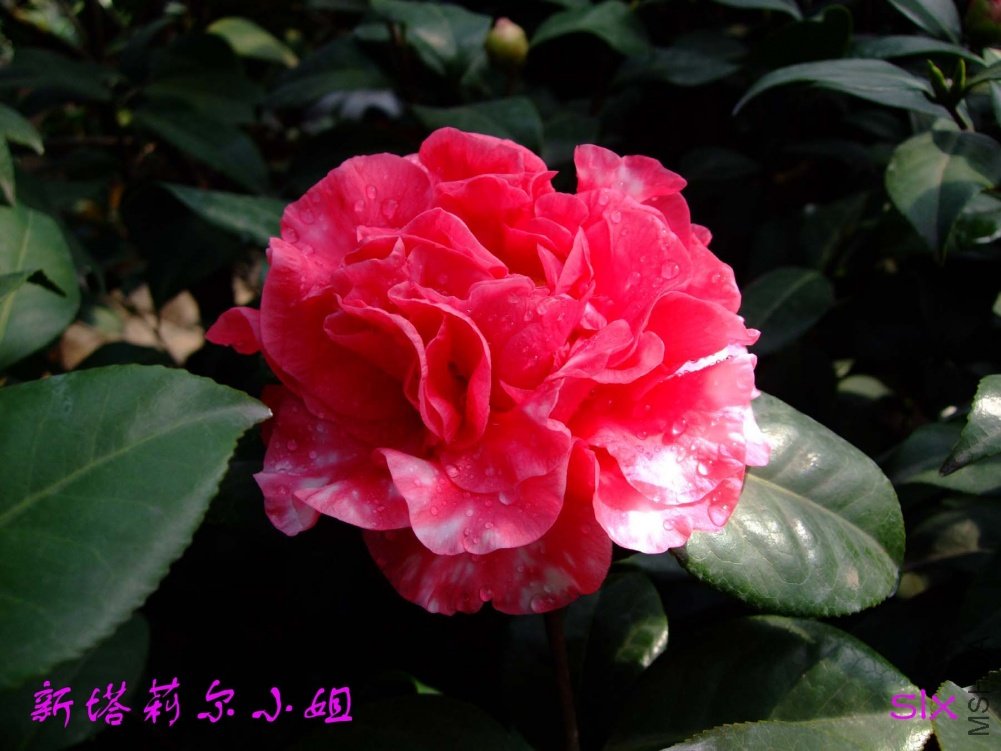 ����11-3-17f (1).jpg