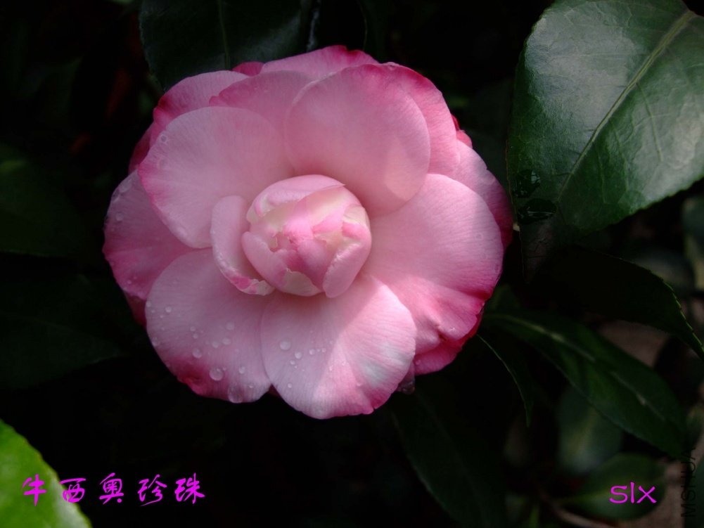 ţ����11-3-17f (1).jpg