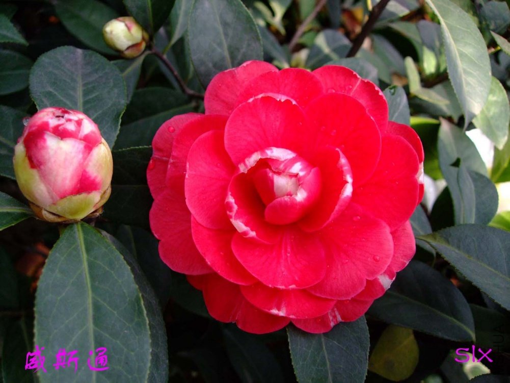 ��˹ͨ11-3-17f (1).jpg