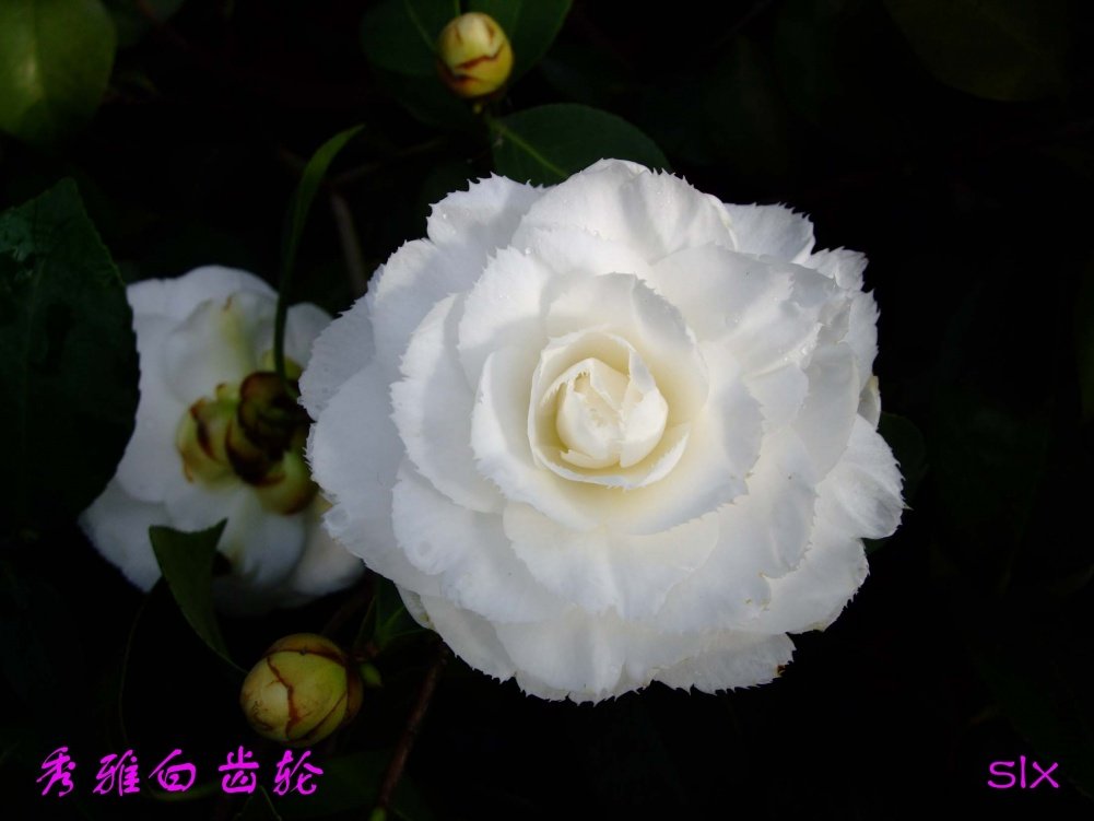 ���Ű׳���11-3-17f (1).jpg