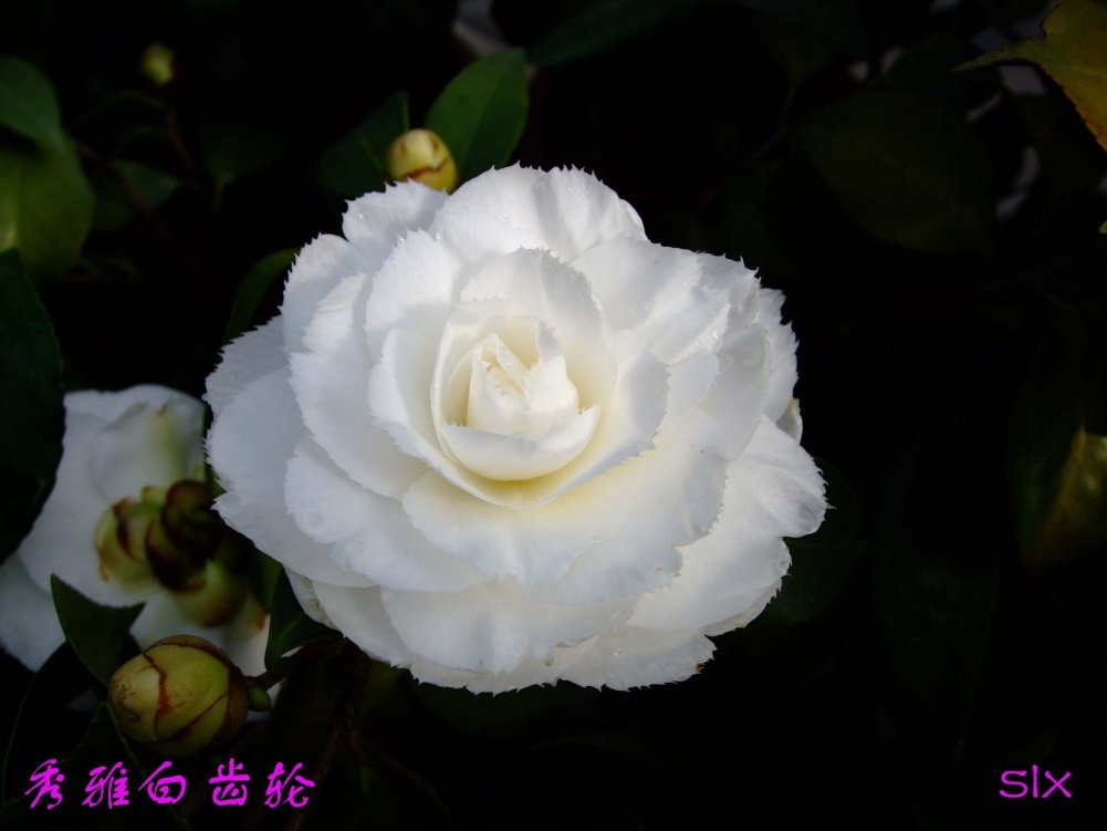 ���Ű׳���11-3-17f (2).jpg