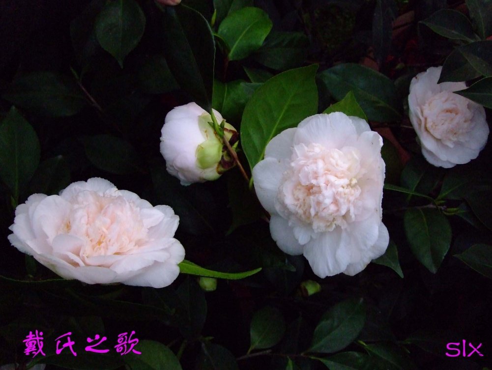 ����֮��11-3-16f (2).jpg