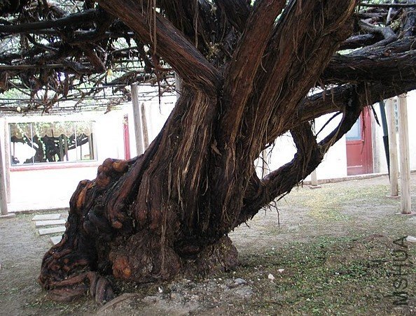 lady banksiae banksiae 2.jpg