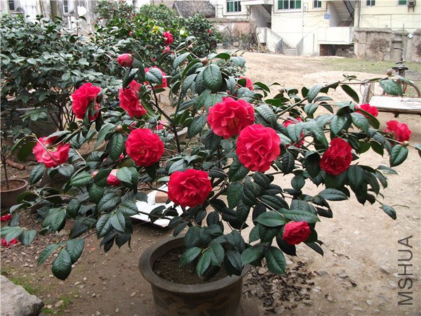 DSCF1909_����.jpg