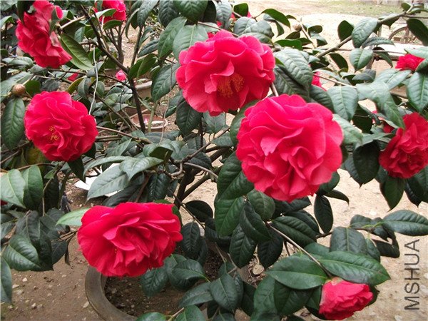 DSCF1910_����.jpg