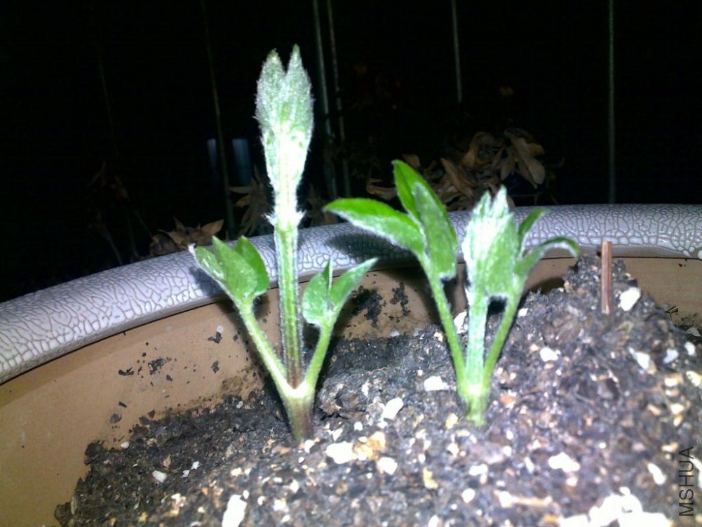 ��˹�ؽ���